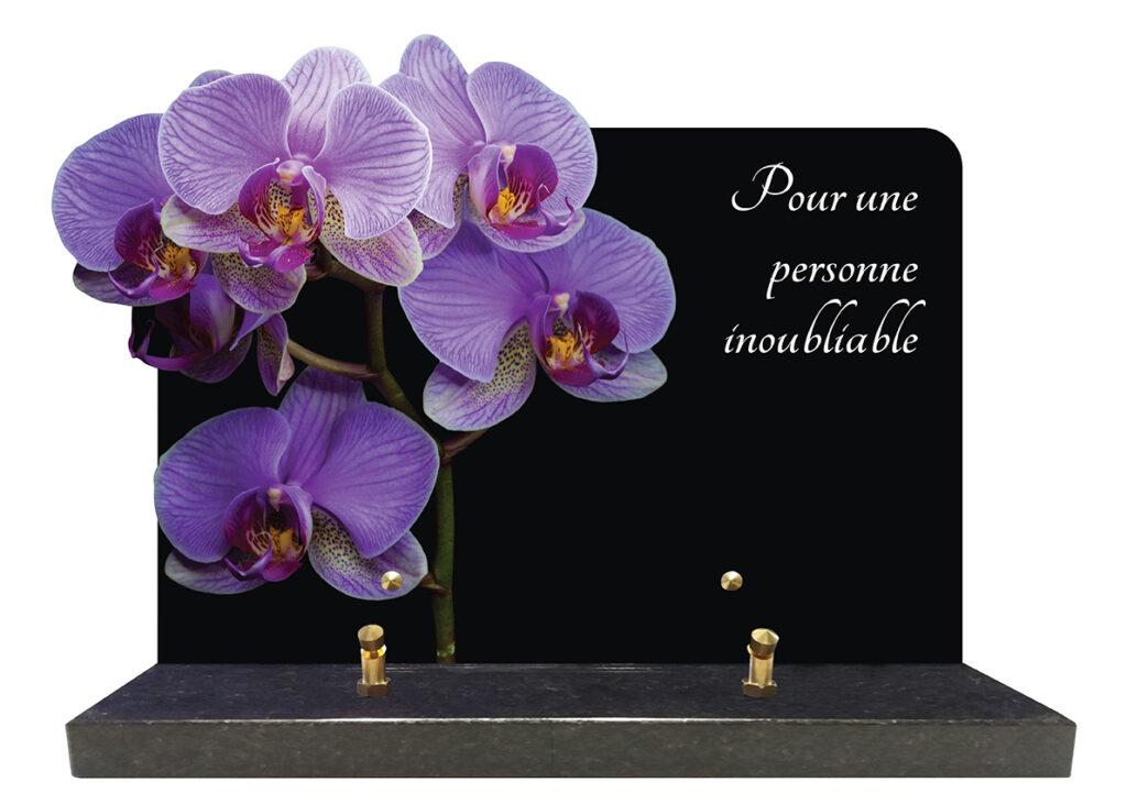 orchidee violet