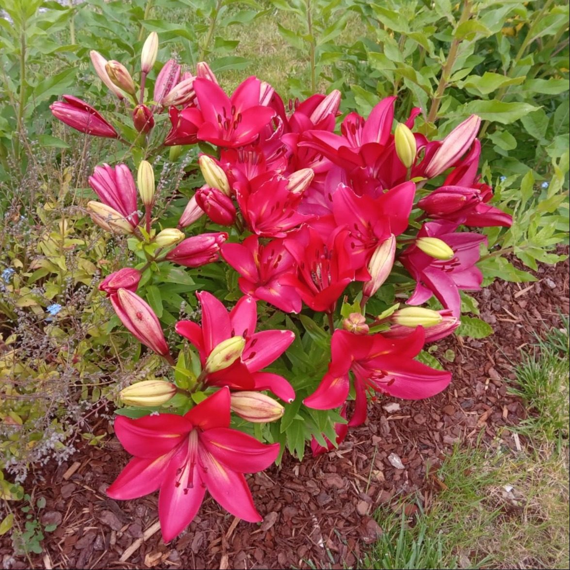 Photo de Chantal GRARD