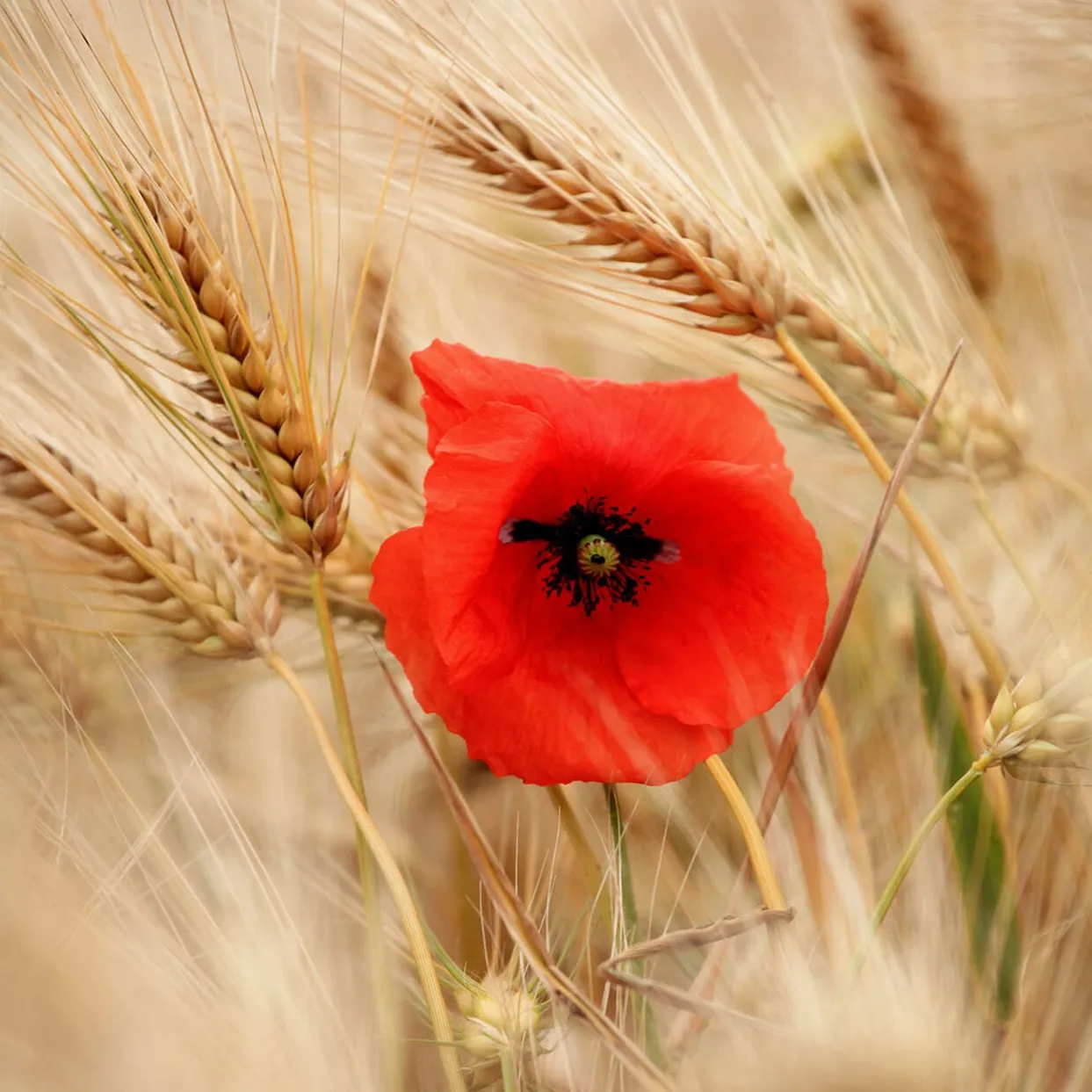 Photo de Max VAUQUELIN